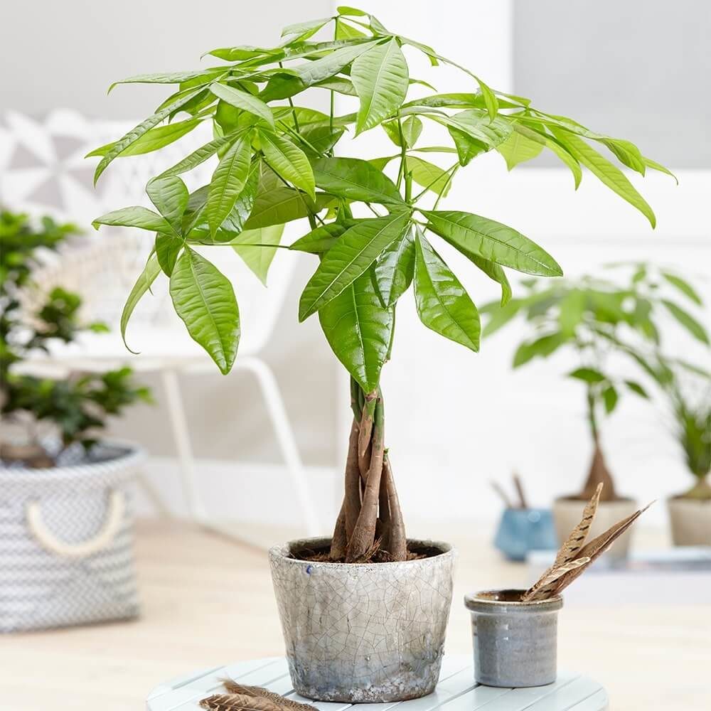 Giá cho thuê Cây cảnh để bàn