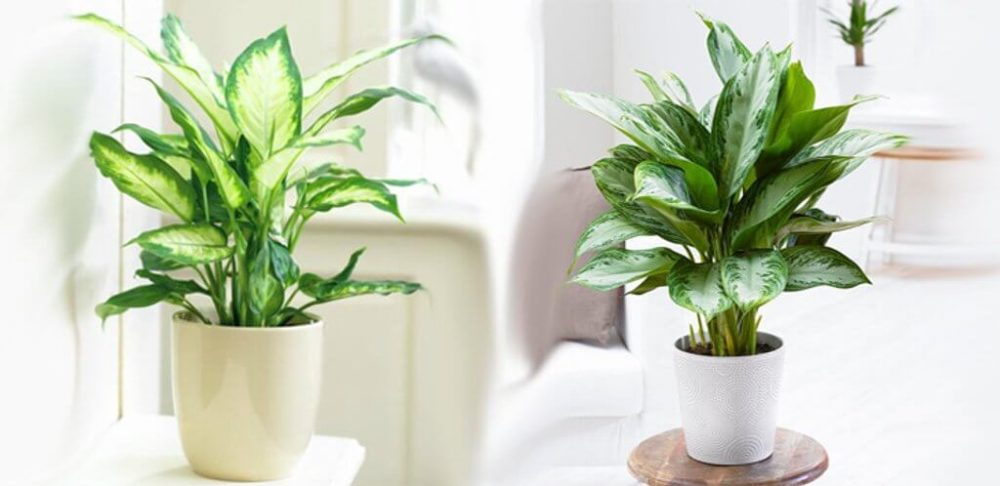 Giá cho thuê cây xanh nội thất