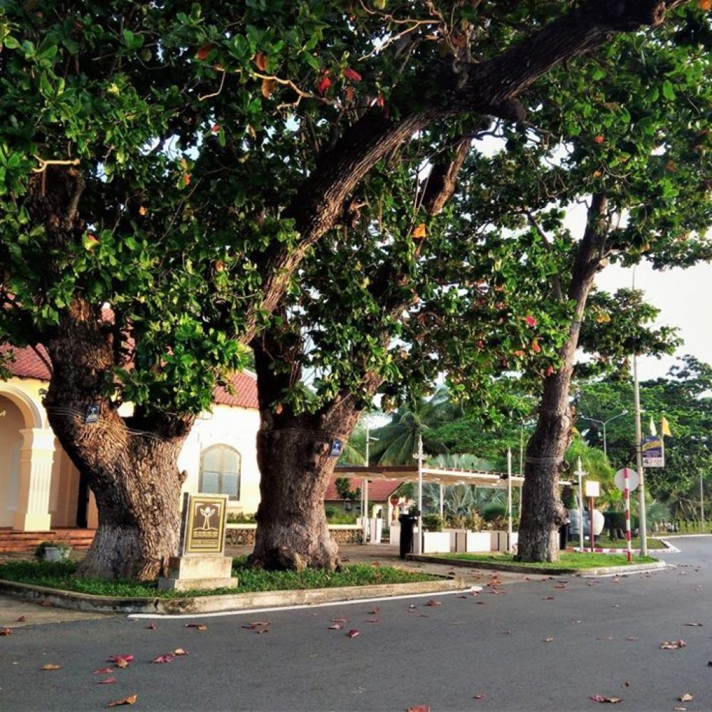 Cây xanh đô thị được trồng phổ biến - Cây Bàng