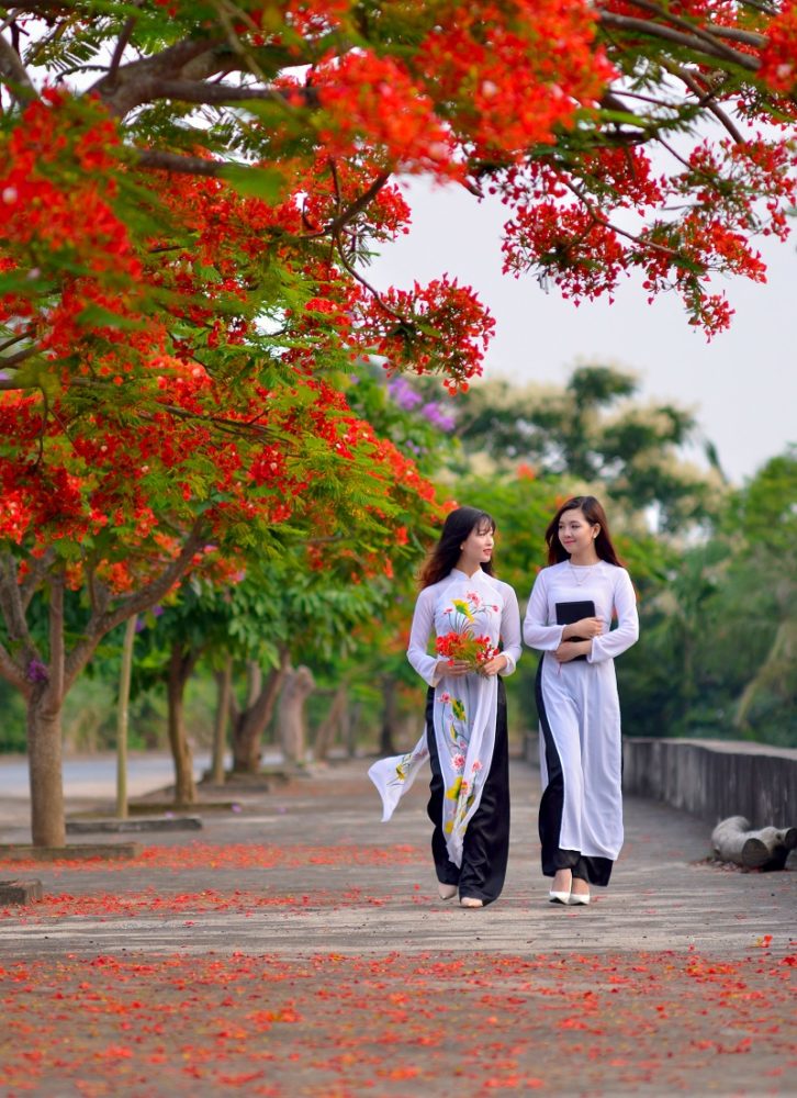 Hàng Phượng Vĩ tạo cảnh quan đô thị xanh đẹp