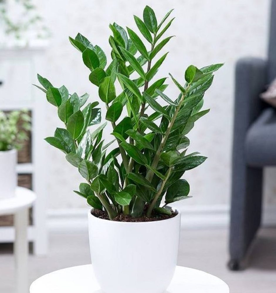 Cây Kim Tiền cây cảnh văn phòng trang trí Tết thu hút tài lộc