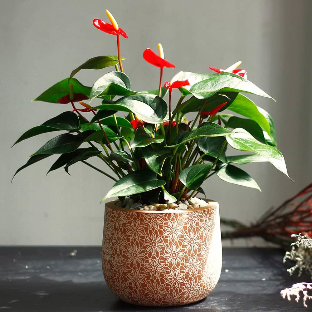 Cây Hồng Môn - cây cảnh văn phòng trang trí Tết thu hút tài lộc
