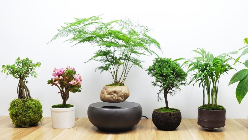 các loại cây xanh văn phòng chưng Tết đẹp thu hút tài lộc