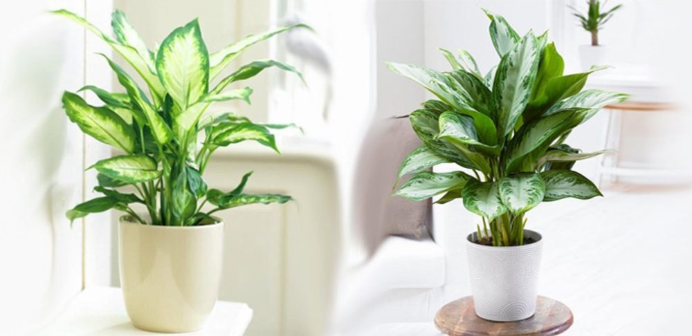 Cây cảnh văn phòng trang trí Tết thu hút tài lộc