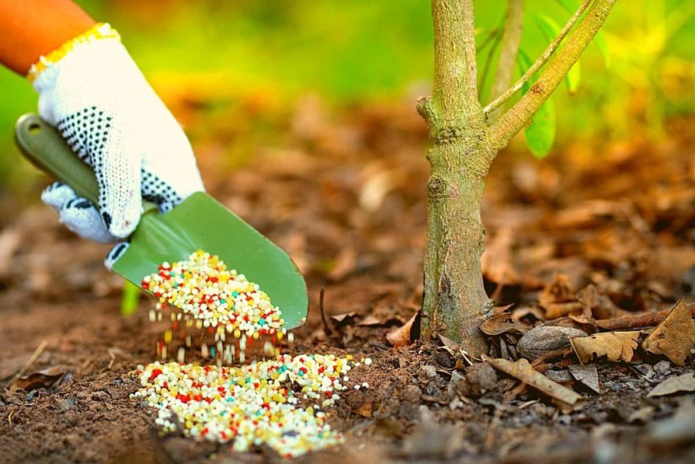 phân bón sử dụng trong chăm sóc cây xanh