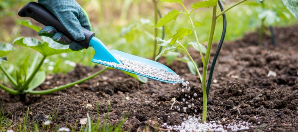 phân bón cần thiết cho cây phát triển