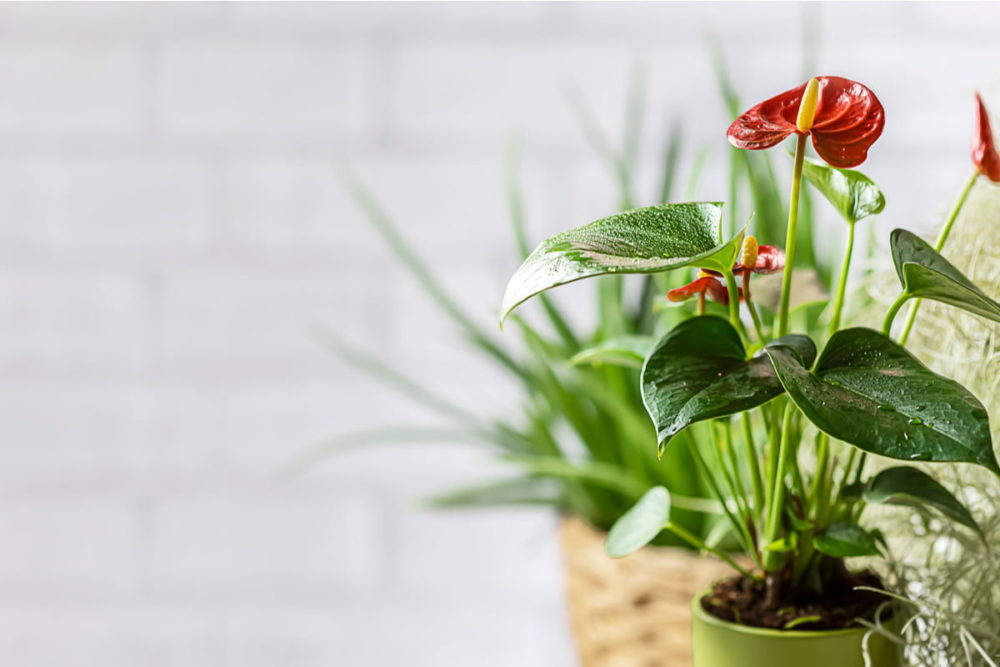 kinh nghiệm chăm sóc cây Hồng Môn