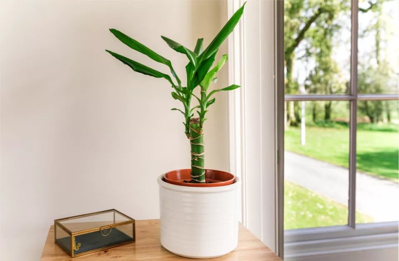 cách trồng Thiết Mộc Lan