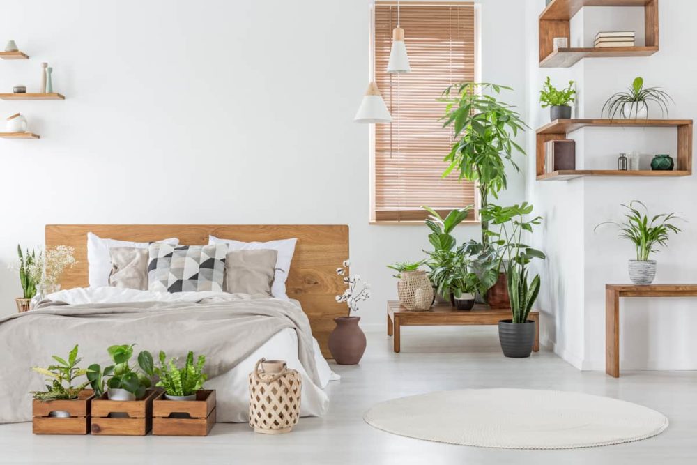 cây xanh trồng trong phòng ngủ