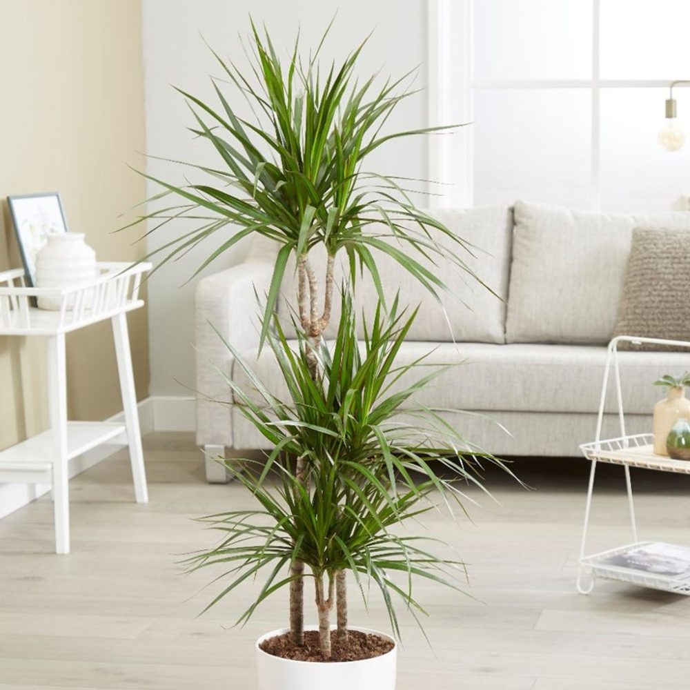 cây trồng trong nhà lọc không khí