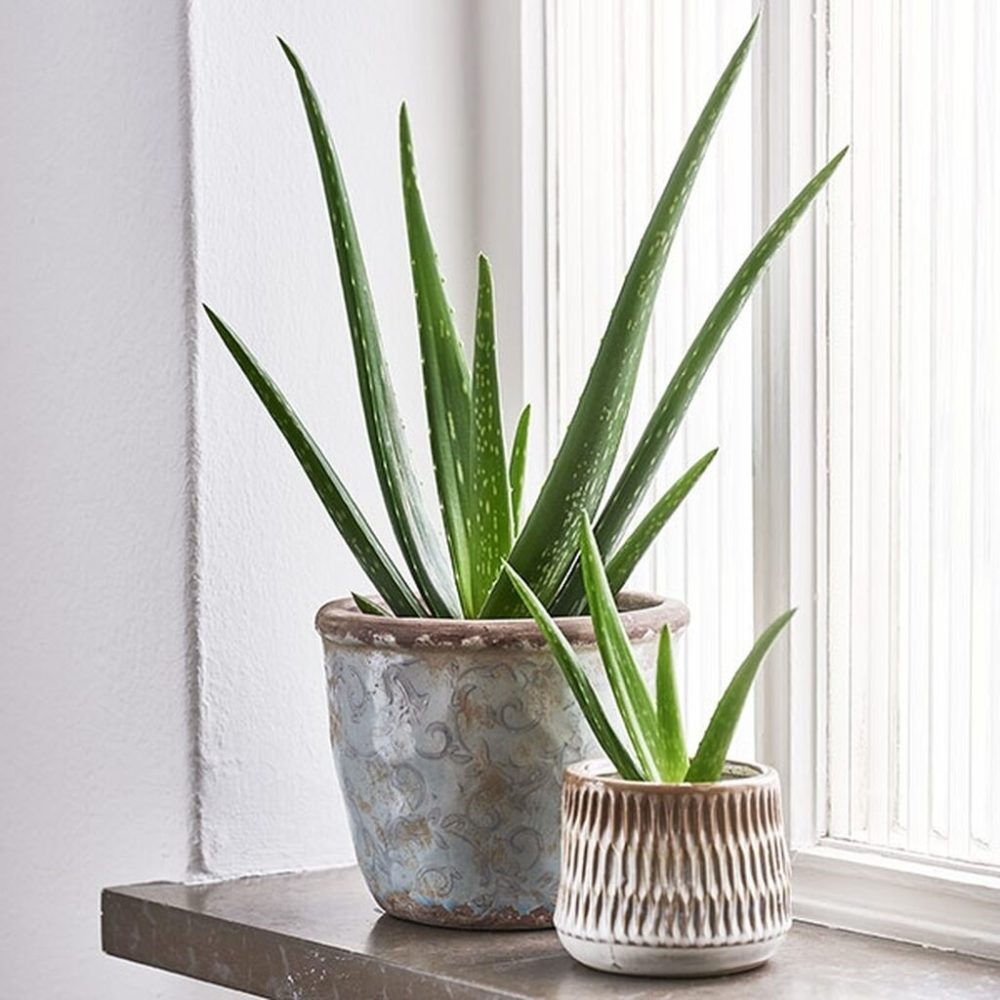 cây nội thất giúp cải thiện chất lượng không khí