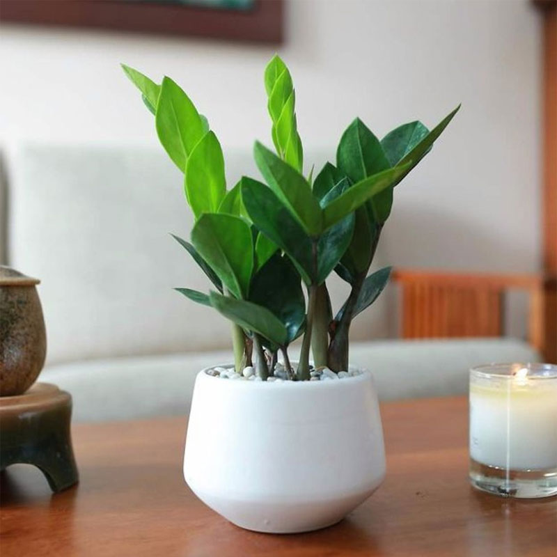 cây để bàn làm việc hợp mệnh Hỏa