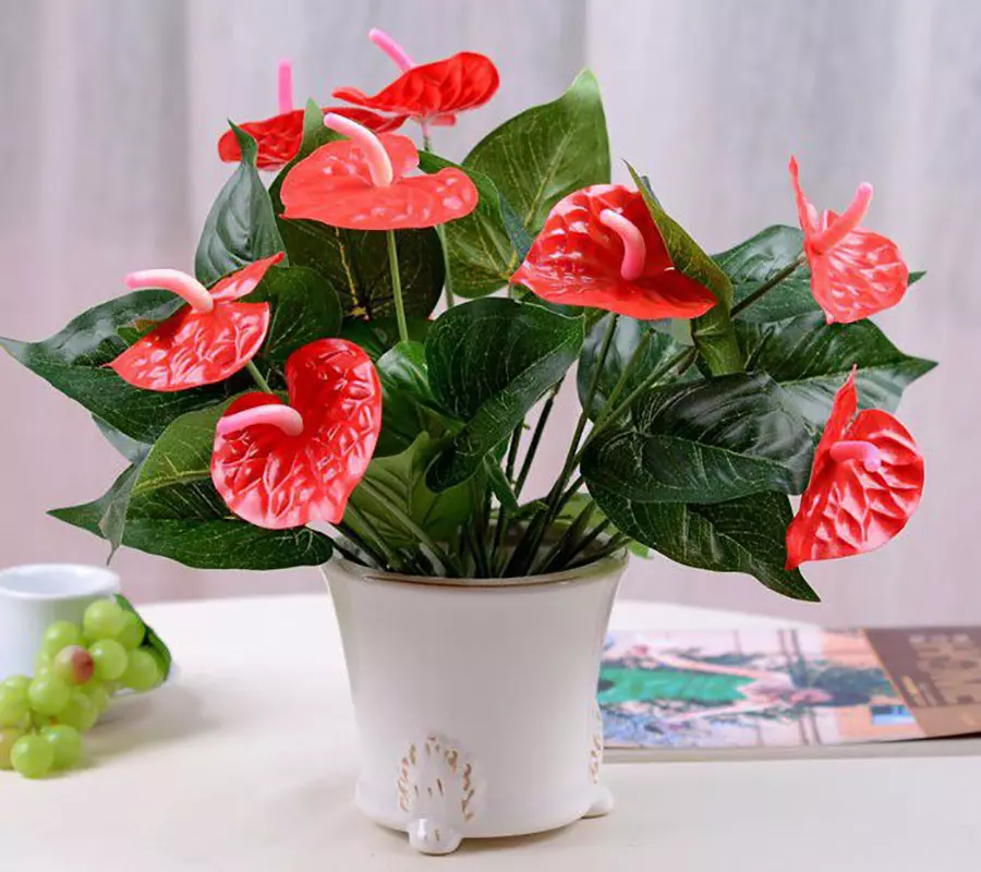 cây cảnh để bàn làm việc hợp mệnh Hỏa