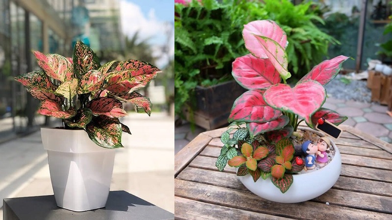 cây xanh để bàn làm việc hợp mạng Hỏa