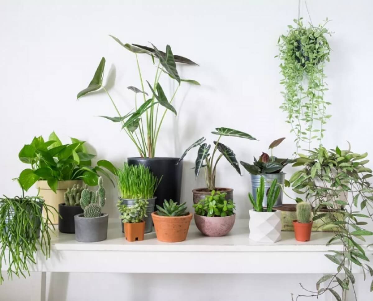 cây để bàn làm việc hợp mệnh Mộc | Cây Xanh Đại Ngàn