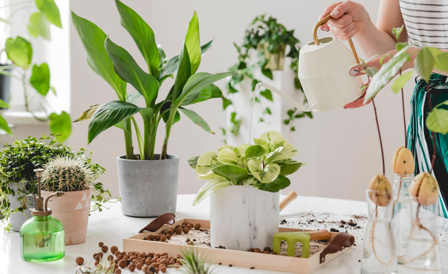 cây để bàn văn phòng dễ chăm sóc hợp mệnh Mộc