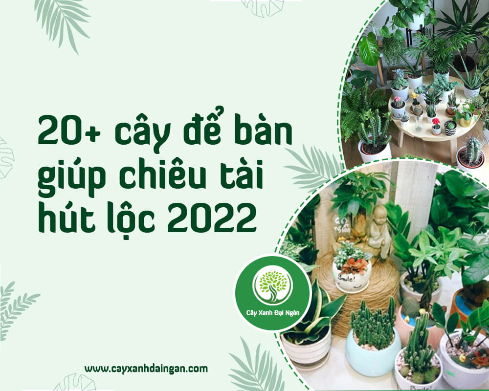 Cây để bàn làm việc đẹp giúp chiêu tài hút lộc | Cây Xanh Đại Ngàn