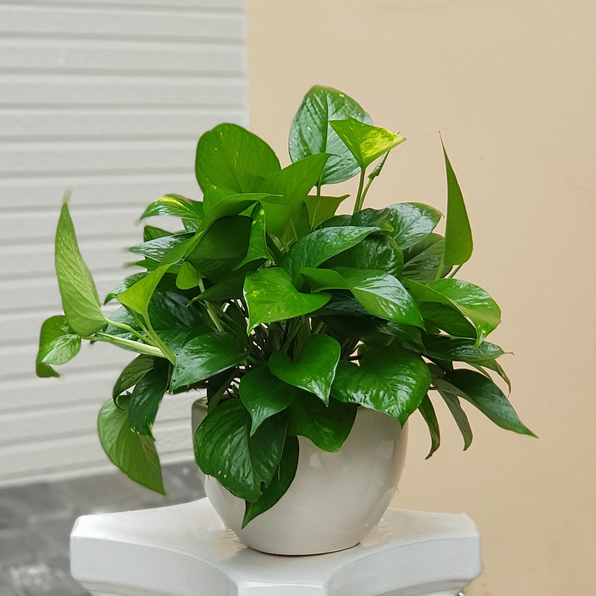 cây cảnh để bàn hợp phong thủy
