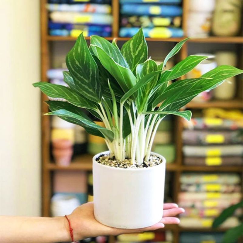 cây cảnh nội thất trang trí bàn làm việc