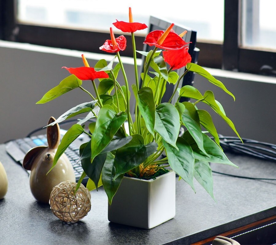 cây để bàn làm việc hợp mệnh