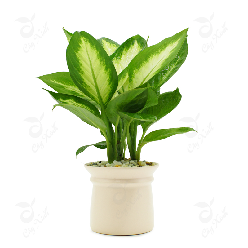 cây để bàn hợp phong thủy