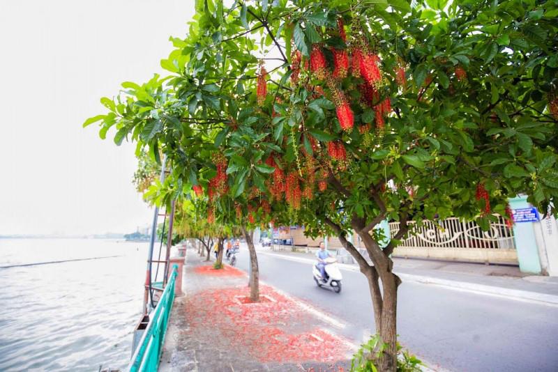 Cây Lộc Vừng trồng đường phố