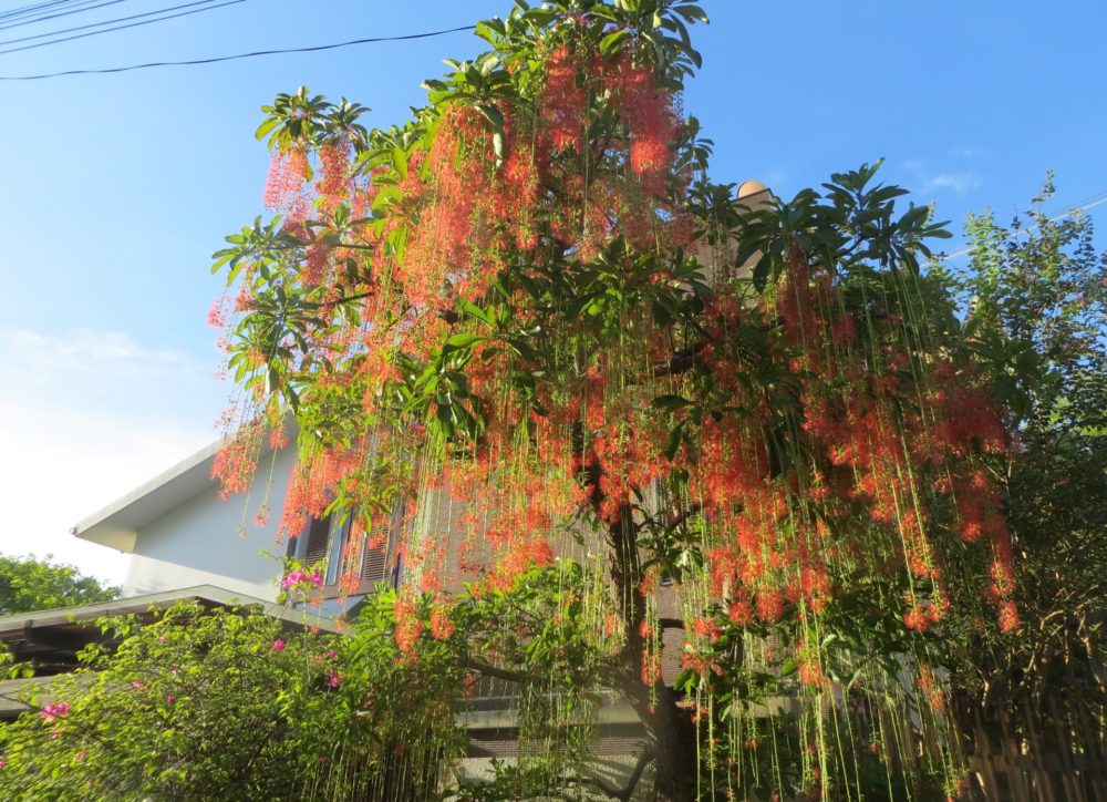 Cây Lộc Vừng phong thủy trồng sân vườn