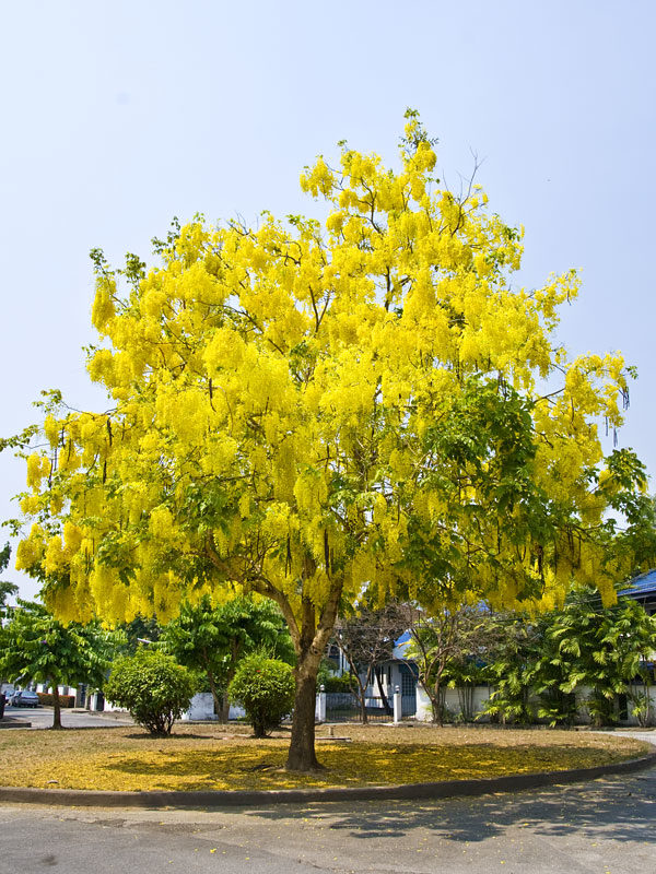 Cây Muồng Hoàng Yến | Osaka Vàng | Cây Xanh Đại Ngàn
