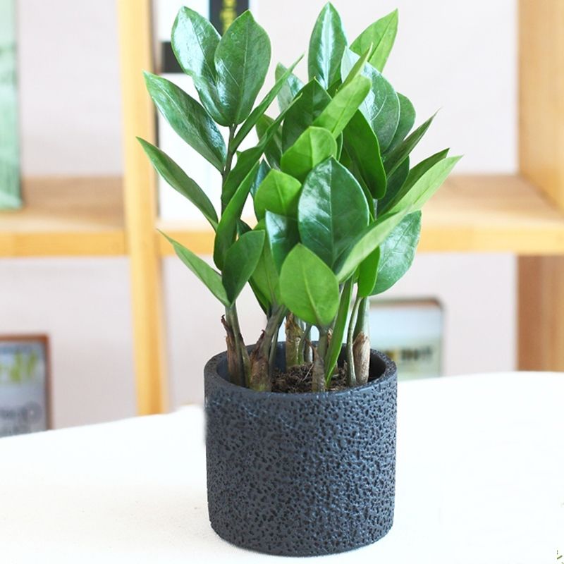 Kim Tiền cây cảnh phong thủy nên trồng trong nhà