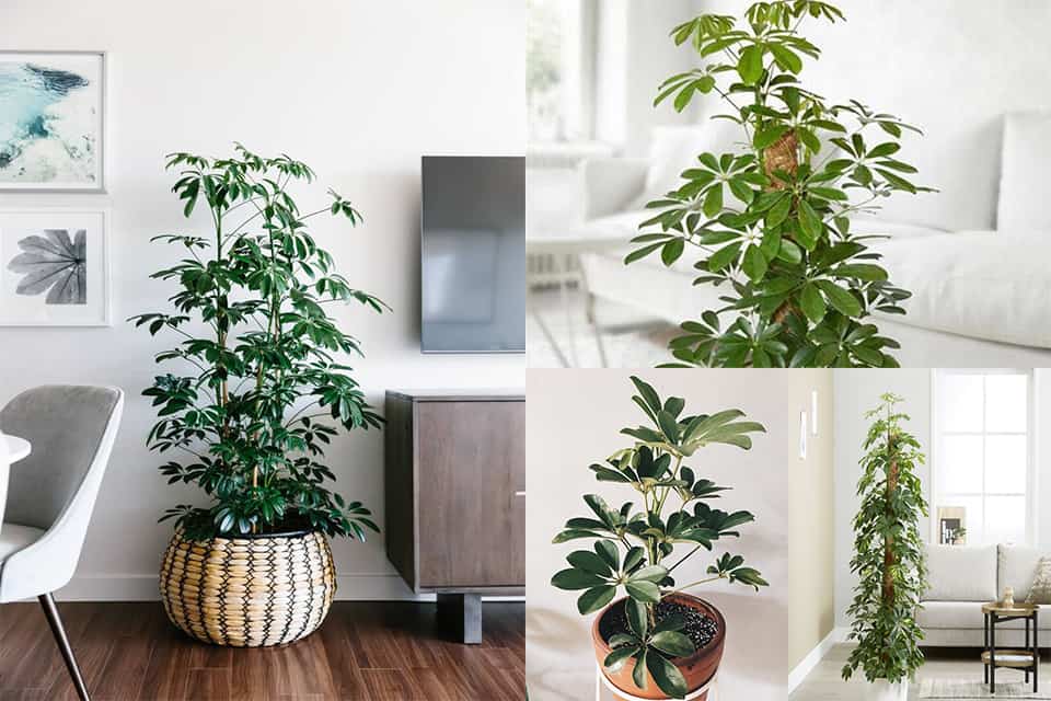 Ngũ Gia Bì cây cảnh phong thủy nên trồng trong nhà
