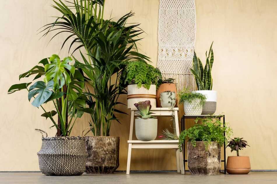 Cây trồng trong nhà cần ít ánh sáng