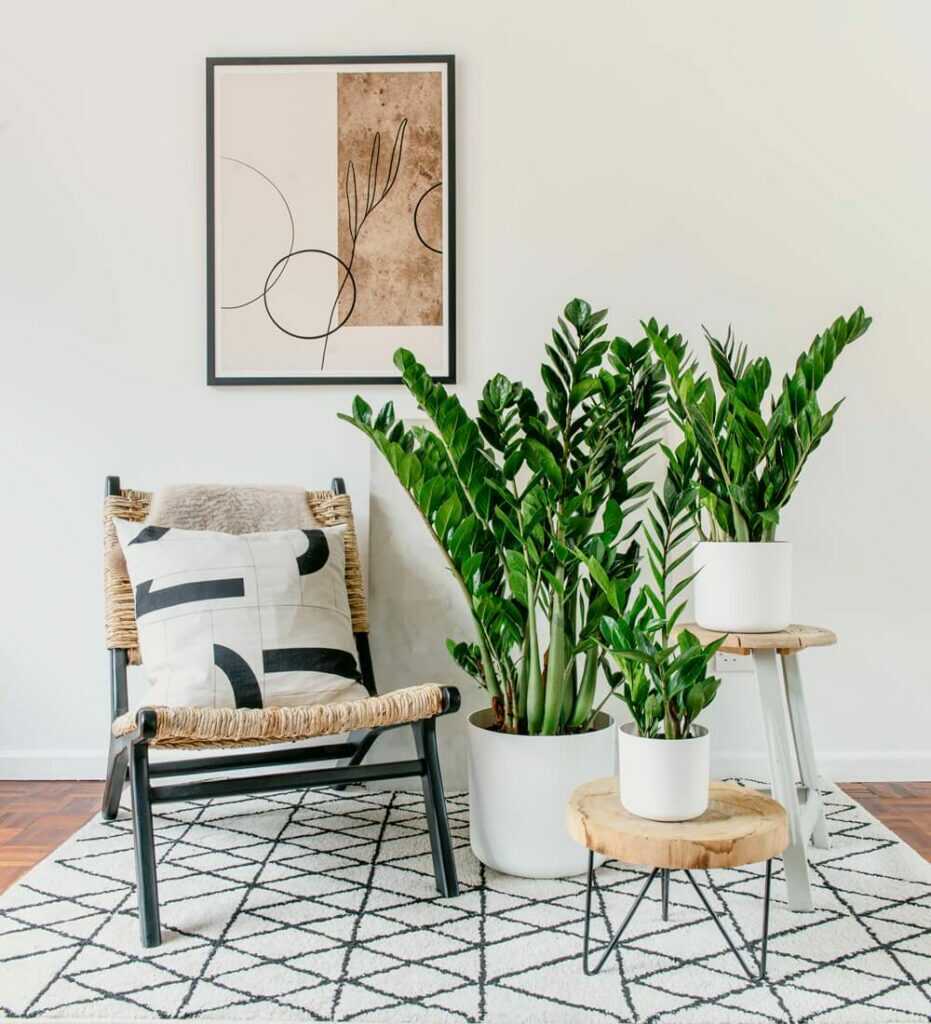 Cây trong nhà không cần ánh sáng cho căn hộ