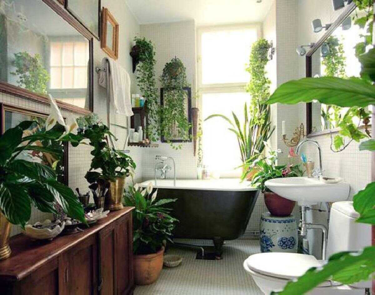 cây để nhà vệ sinh tốt nhất