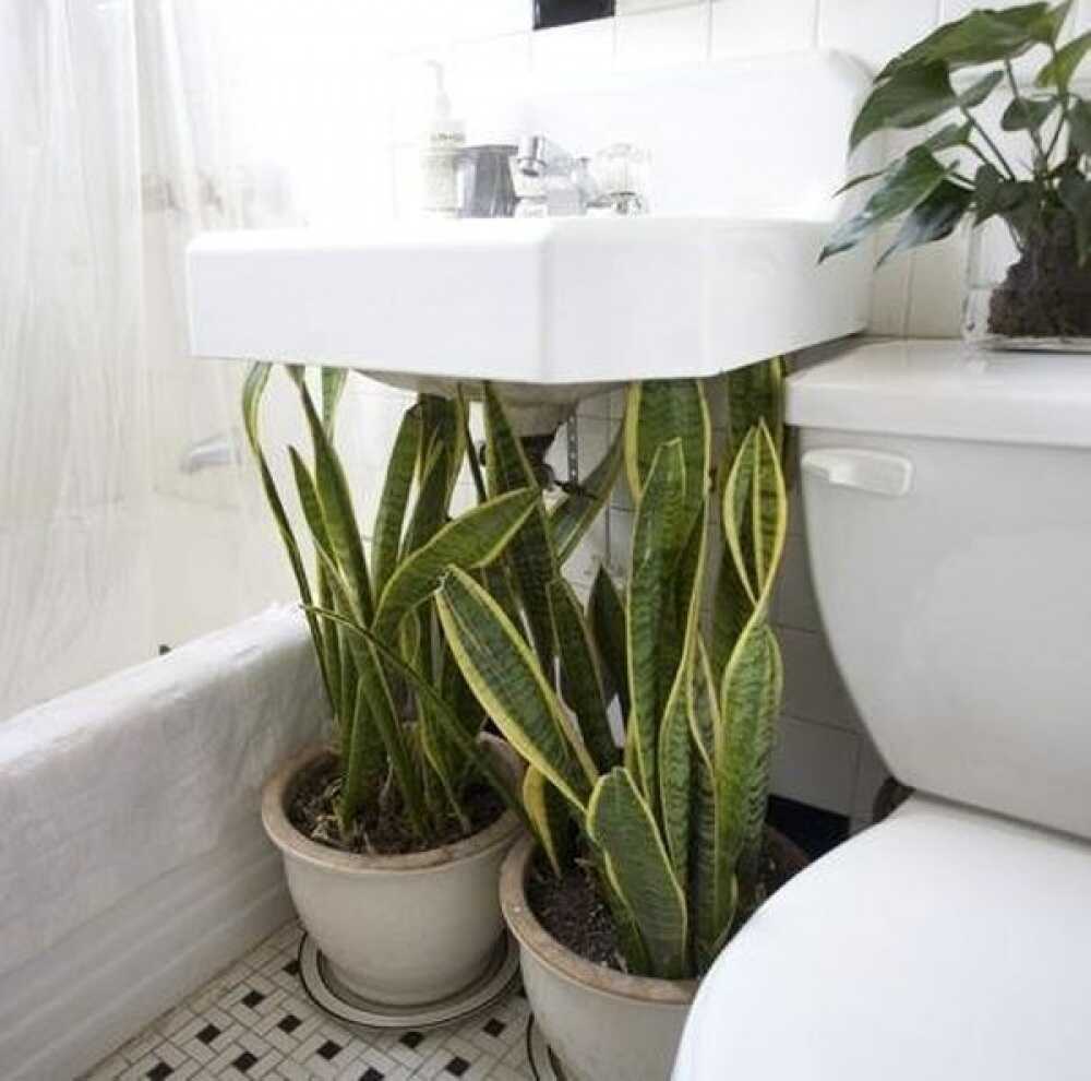 cây trồng trong nhà vệ sinh để khử mùi