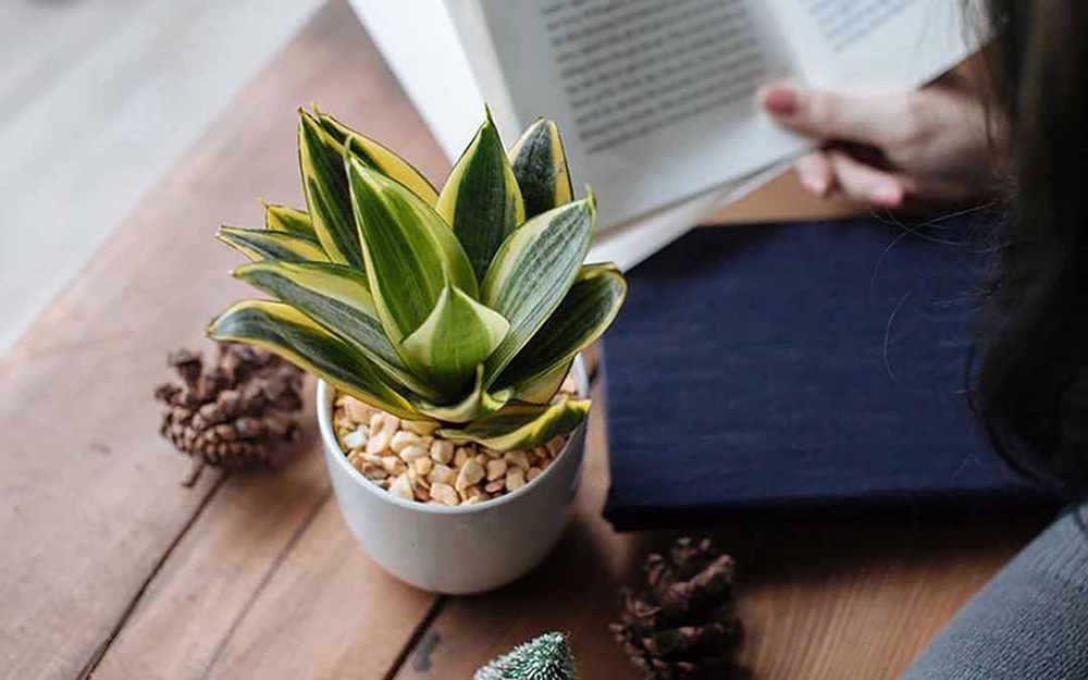 Lưỡi Hổ là cây cảnh giúp giảm stress hiệu quả