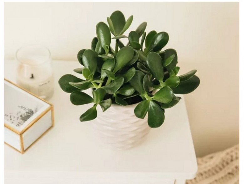 Cây để bàn làm việc giúp xua tan căng thẳng, mệt mỏi