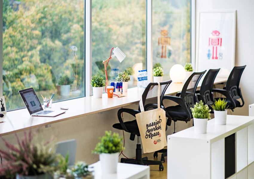 Cây xanh giúp giảm stress hiệu quả cho dân văn phòng