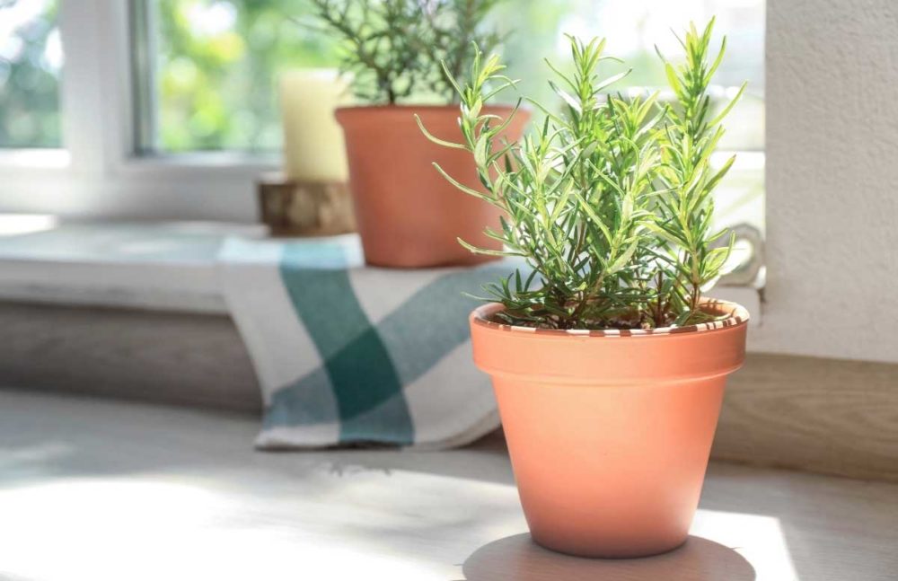 Loài cây cảnh Hương Thảo giúp giải tỏa căng thẳng