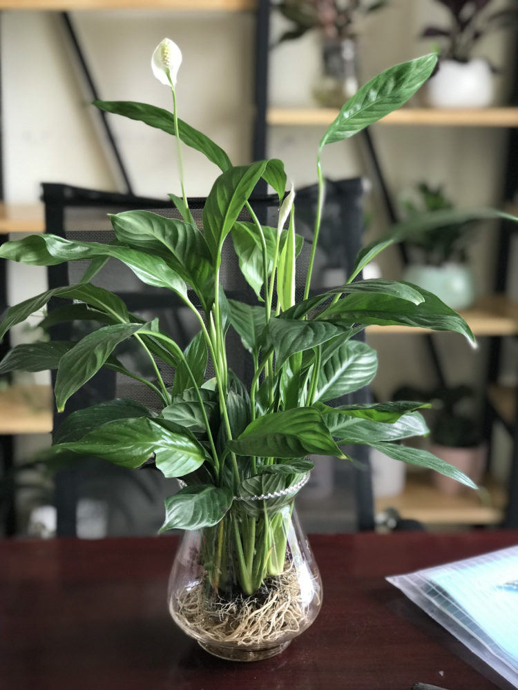 Cây văn phòng giúp giảm stress