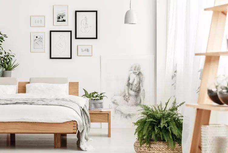 cây xanh thanh lọc không khí cho phòng ngủ