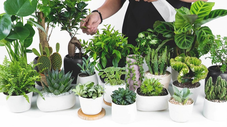 cửa hàng bán cây cảnh trồng trong căn hộ