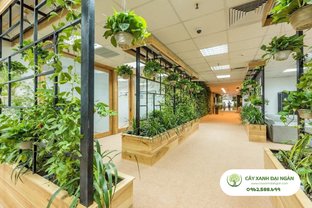 Báo Giá Cho Thuê Cây Cảnh Văn Phòng Ưu Đãi Lên Đến 20%