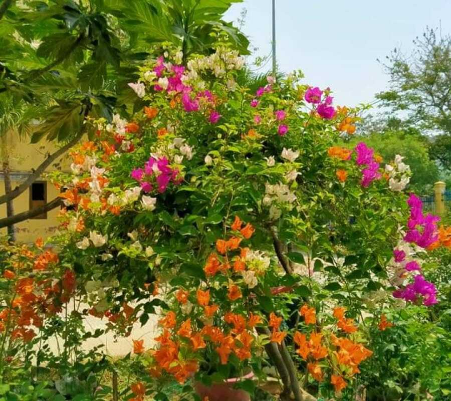 Chăm sóc giàn hoa giấy đẹp