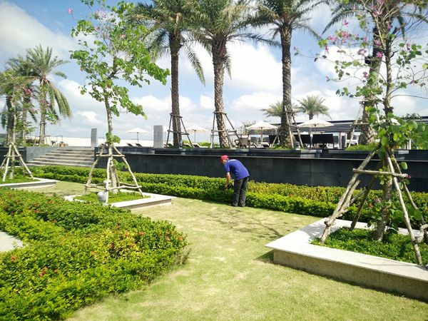 chăm sóc cây xanh đô thị | Cây Xanh Đại Ngàn