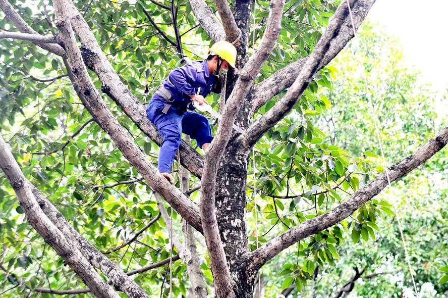 cắt tỉa cây xanh đô thị để đảm bảo an toàn mùa bão