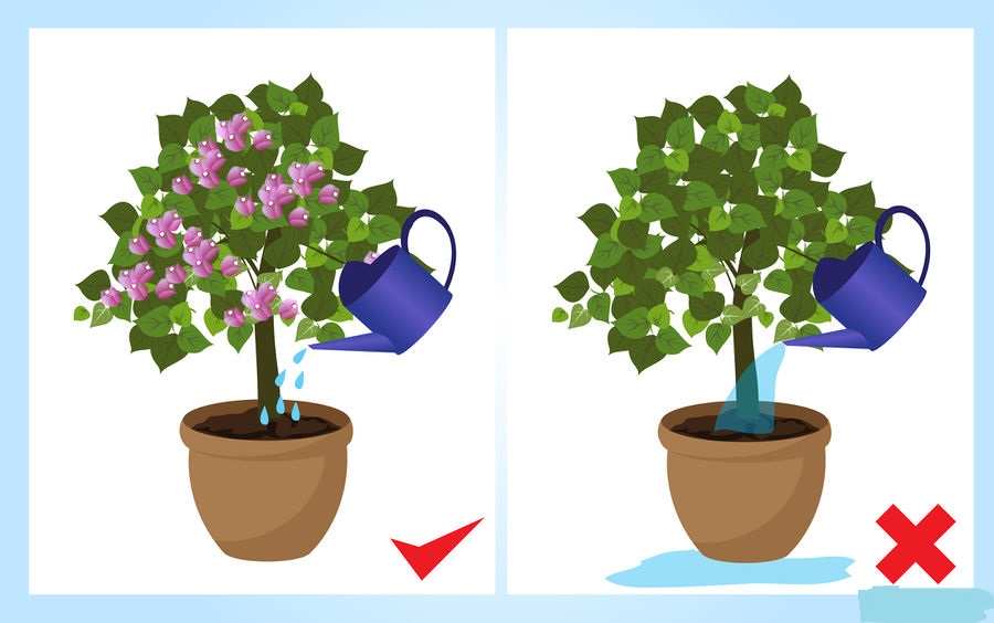 tưới nước cho hoa giấy