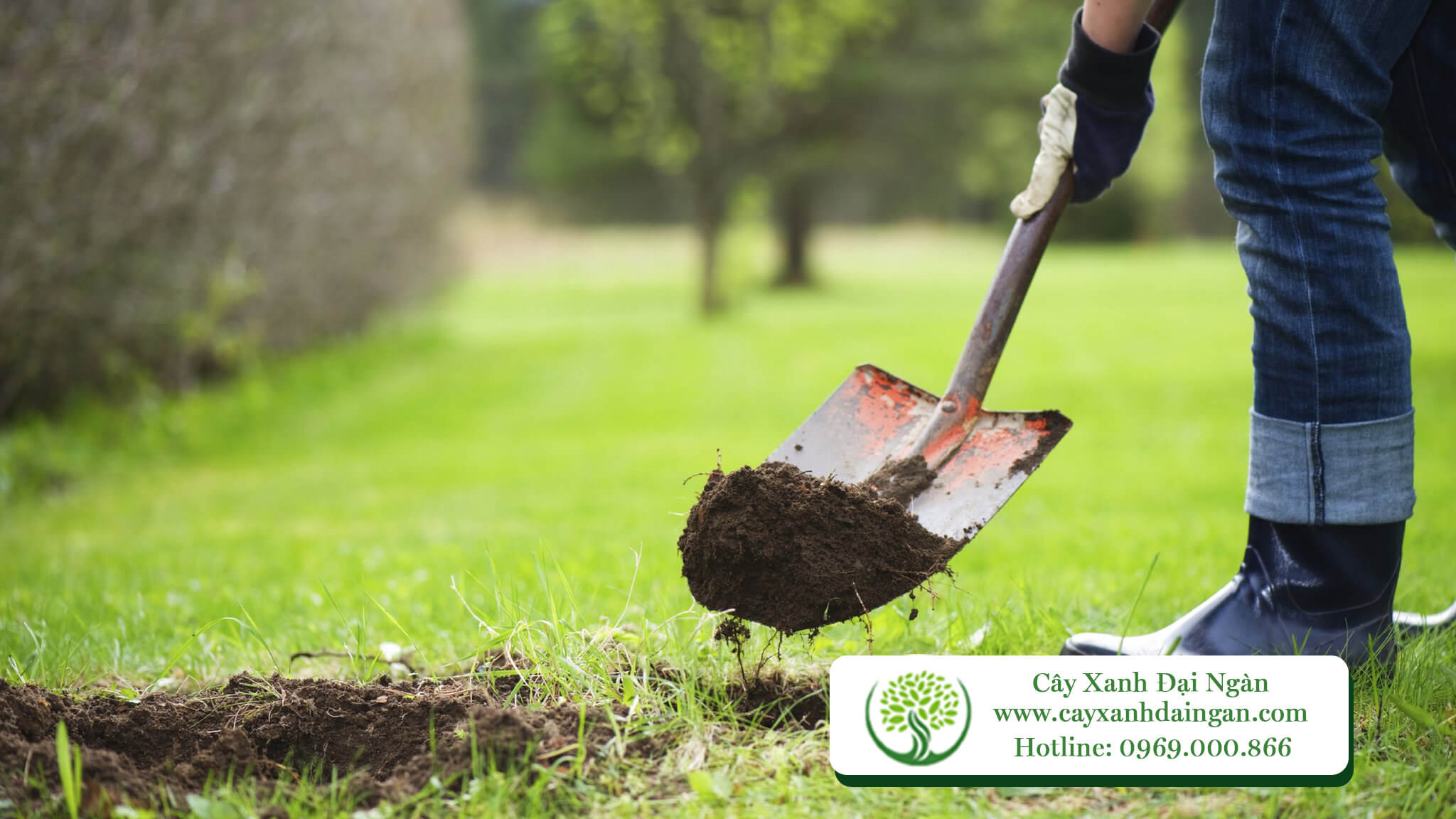 Chăm sóc cây cảnh sân vườn
