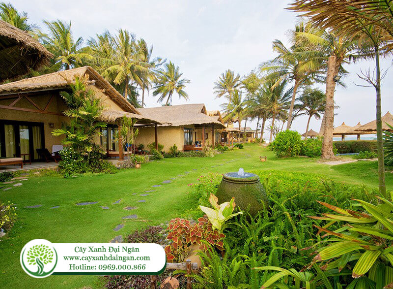 Chăm sóc sân vườn resort | Cây Xanh Đại Ngàn