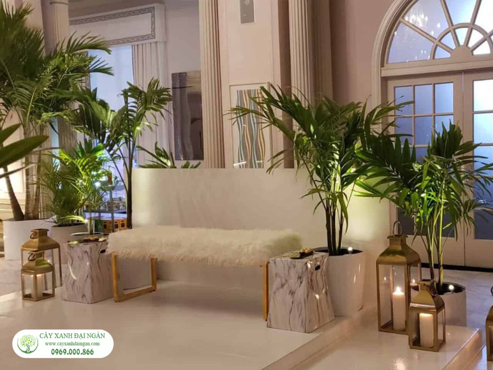 Cho thuê cây xanh trang trí nội thất khách sạn, văn phòng