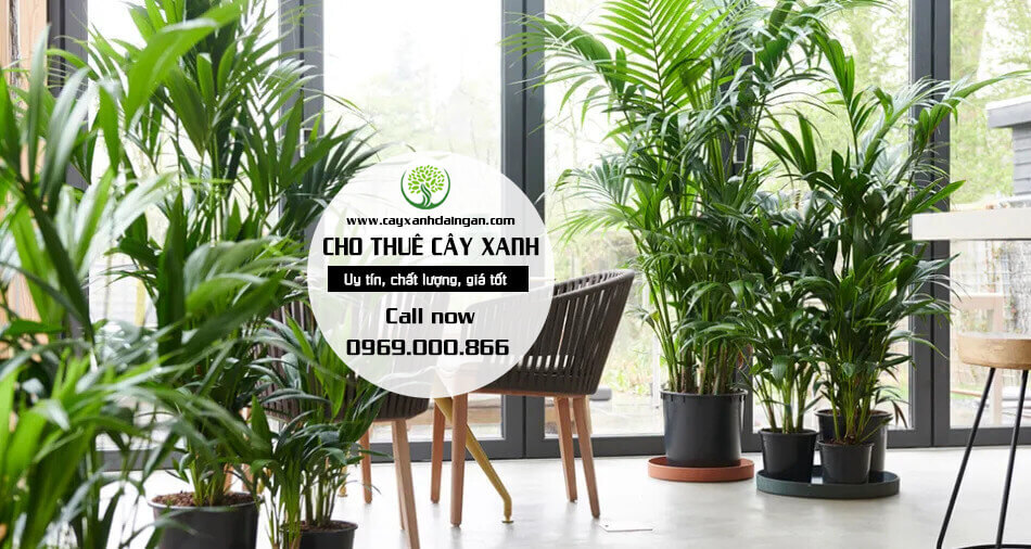 Cho thuê cây xanh uy tín, chuyên nghiệp | Cây Xanh Đại Ngàn